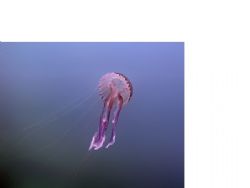 This was taking while Diving from Cala Bona in Mallorca/M... by Dave Johnston 